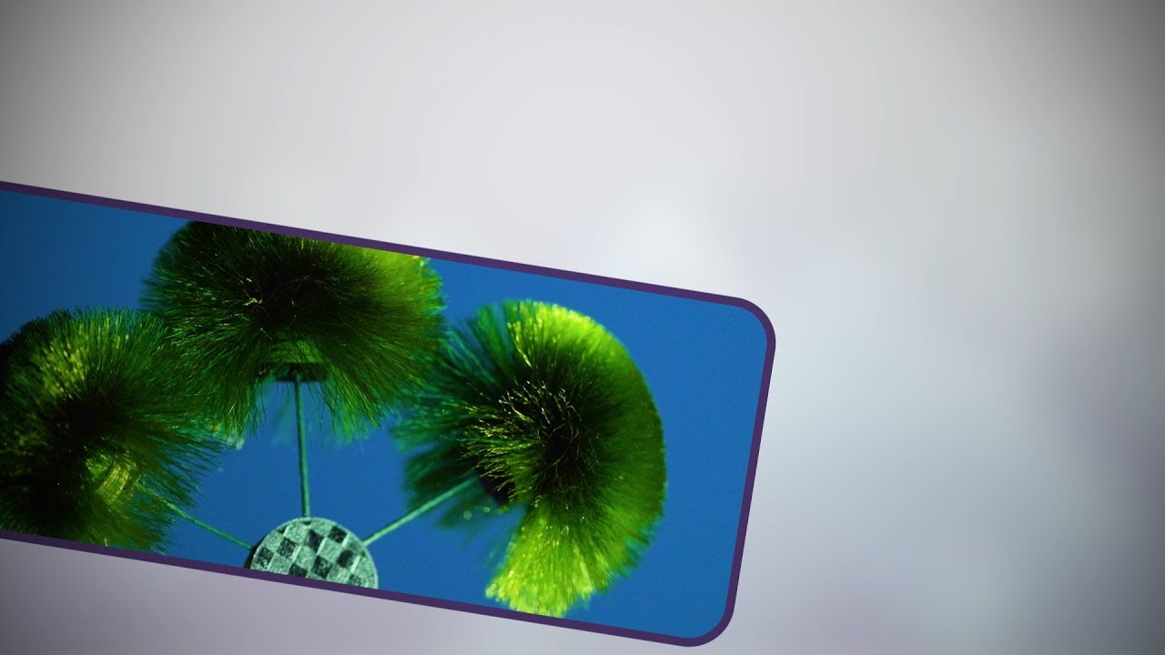 盆栽が動き出す