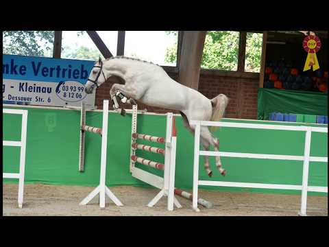 52. Quiwi Dream - Cassini II