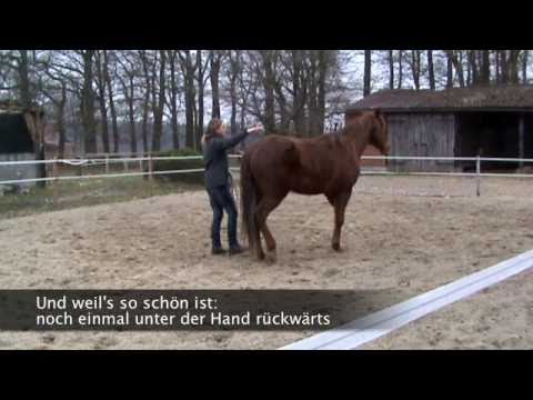 Leitstutenprinzip - Aller Anfang ist leicht!