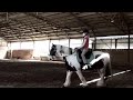 Ein Reit Video Schritt Trab Galopp