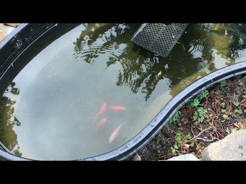 How To Breed Your Goldfish (Pond Method)