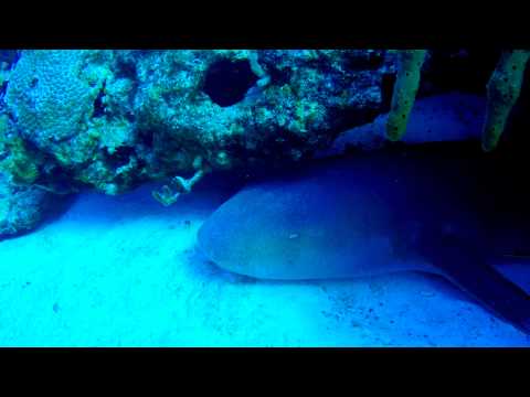 Copy of Shark & Parrot Fish