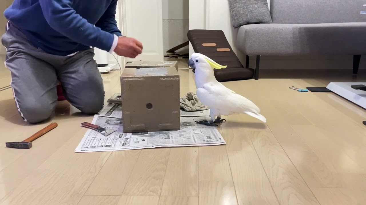 見学するオウム