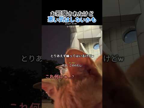 ILLITのチャレンジ中に乱入してきた猫
