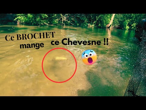 Ce BROCHET ENORME attaque un GROS Chevesne devant moi !!