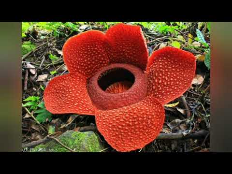 I Will Survive 🎶 Glória Gaynor Versão CAKE - Califórnia - Band.