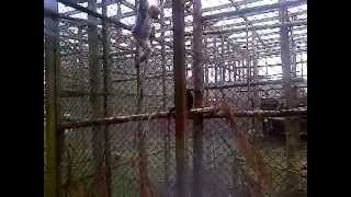preview picture of video 'Spider monkeys, Twycross zoo'