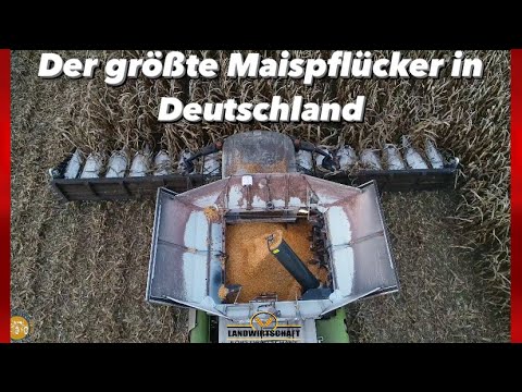 Der größte Maispflücker in Deutschland! 16 Reihen auf einmal Mais dreschen & Maismehl Produktion