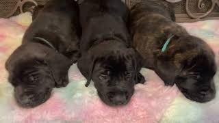 English Mastiff Puppies Videos