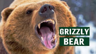 Download lagu The World Of Grizzly Bears: A Journey Through Yellowstone National Park | Grizzly Country mp3