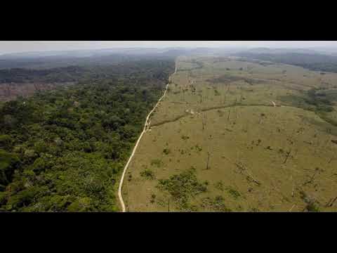 Earthcst SOS - Looting Brazil's Jungle