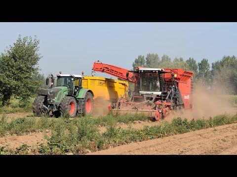 Dewulf Kwatro + Fendt 936 & 822 + DEWA - Loonw. Claeys KMK - aardappelen rooien
