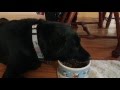 My Gentle Giant. - Oldies Mike My Gentle Giant.