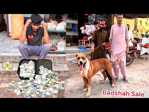 TANG AA KR PET MARKET MIAN BULLY DOG SALE KR DIYA💔