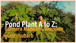 Pond plant A to Z: Gunnera Manicata