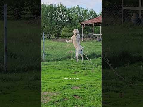 powerful dog attacks on chain  Central Asian shepherd #nato #alabi #dogs #dogloversdog #animals