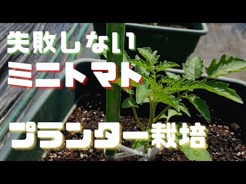  4月末にトマトを植えることはできますか？それらをうまく植えるにはどうすればよいでしょうか？簡単なビデオガイド  庭園