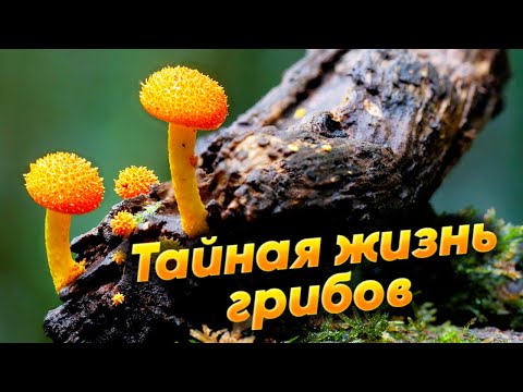 Тайная жизнь грибов