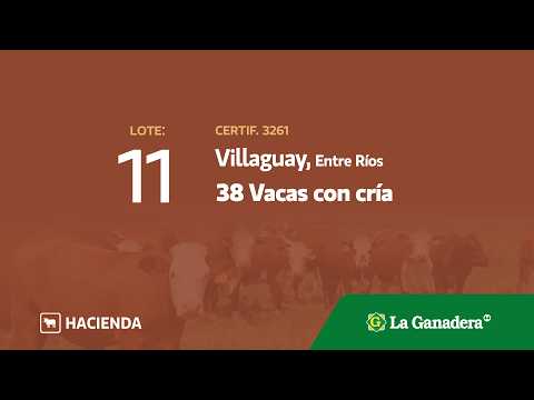 Lote Vacas con cría Villaguay