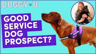 Can My Pet Dog Be A Service Dog? What Makes A Good Service Dog Candidate?