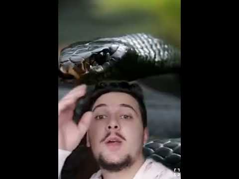 Taulant Abazaj Fakte/ Si te shpëtojmë nga kafshët me te egra ne bote?_.