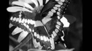 Suzi Quatro Free the butterfly