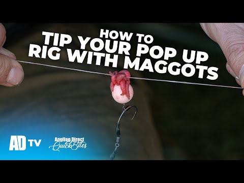 How To Tip Your Pop Up Rig With Maggots - Carp Fishing Quickbite