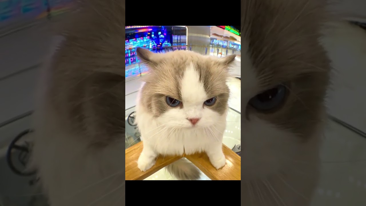 Cutest Angry Cat You’ll Ever See 😾❤️