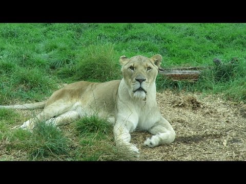 Whipsnade Zoo Trip - (August 2017)