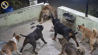 Terrifying Predator Encounters in Human Territory