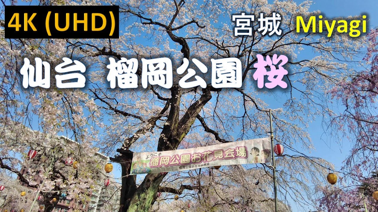 Immerse yourself in a mesmerizing stroll amidst cherry blossoms at Tsutsujigaoka Park.