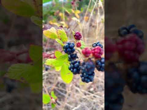 Fruits #canada #travel #srilanka #beautyofcanada #nature #fruit #berry #india