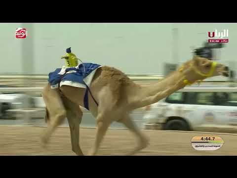 ش 26 (ارياف) لـ عيسى خميس محمد بن رويه الخييلي 9:06:20  ، مهرجان ختامي الشحانية 2026/04/22 إيذاع