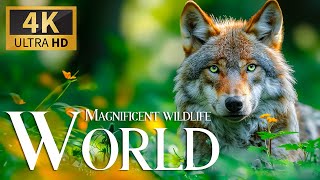 Magnificent Wildlife World 4K 🐾Thrilling Stories of Survival in the Animal Film Relax Piano Music