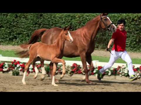 124 Stockholm Hengst v. Sir Heinrich - Faveur