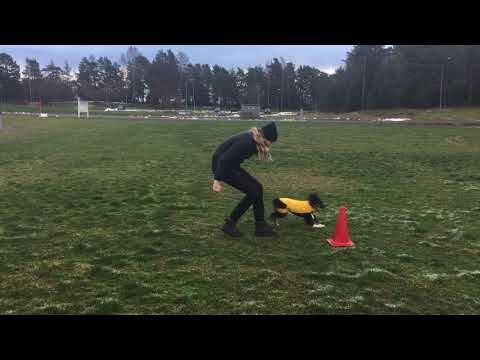 Valpträning - Runda