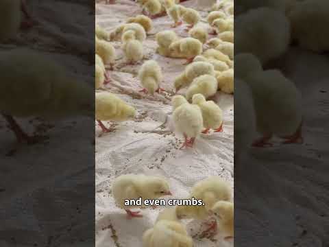 Broiler Chicken Farming broilerchicken poultryfarming chicken poultrymanagement