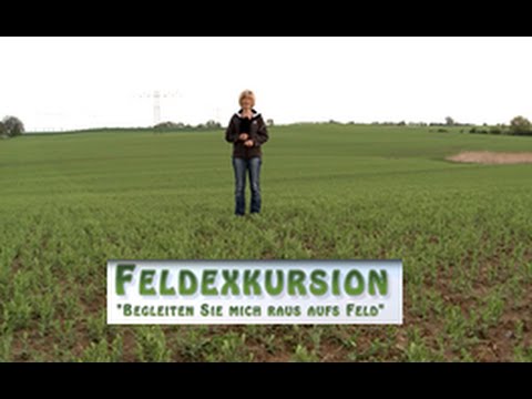 5. Feldexkursion: Leguminosen, Erbsen - NU Agrar, 13.05.2015
