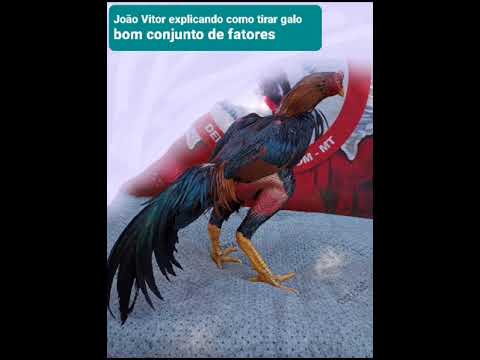 João vepor explicando fundamento de uma galinha na cruz para tirar galo bom