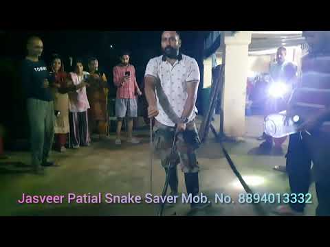 हमीरपुर के तलाशी गाँव में बहुत पुराने कोबरा साँप का रेस्क्यू#cobra #python #nature #yt #snake #video