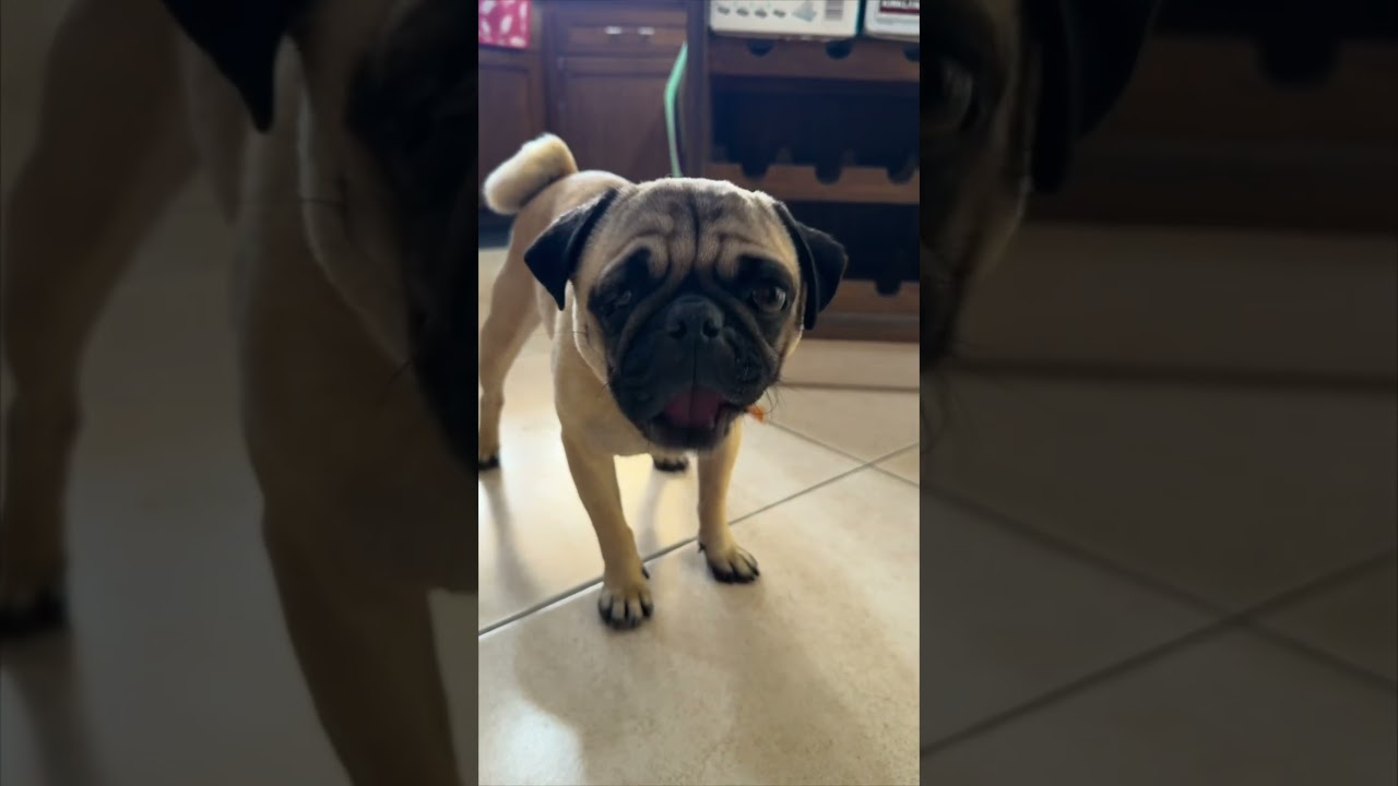 George, an adopted mixed breed in Sherwood, OR video 4/6