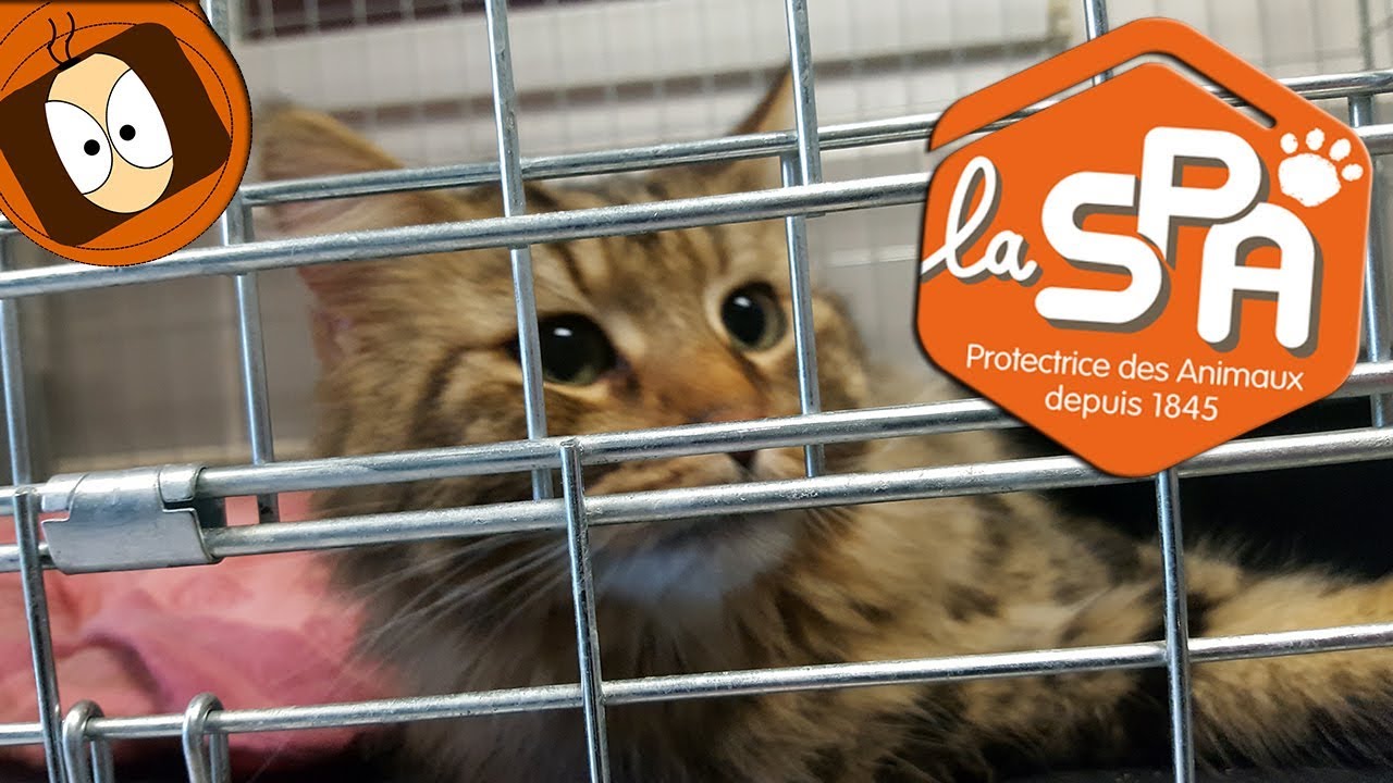 LA VIE D'UN CHAT DANS UN REFUGE SPA 🐱