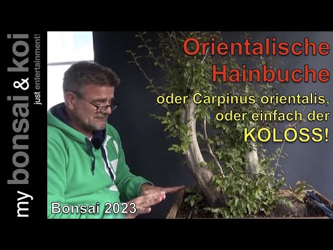 Bonsai 2023-32  - orientalische Hainbuche oder Carpinus orientalis oder einfach der Koloss!
