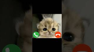 Download lagu https://youtube.com/@meow_love_1?si=4A4HK-2J7SkFv871 mp3