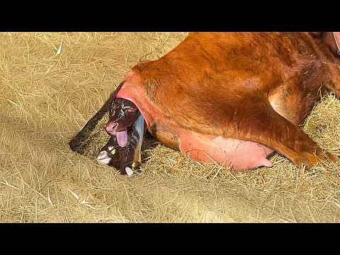 Emergency Calf Birth: Justin Rhodes' Freezing Farm Drama