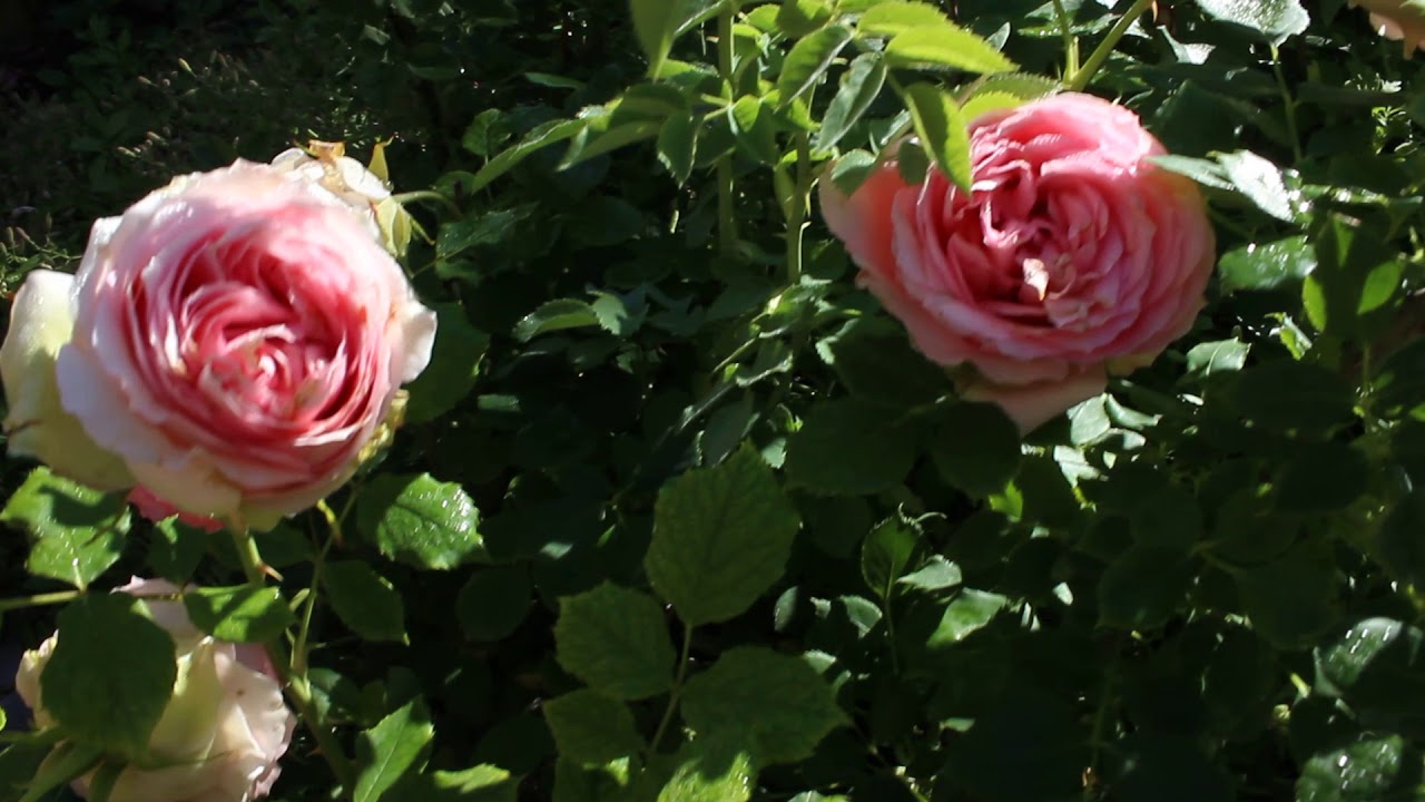 Роза Ферст леди 2019