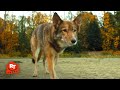 A Dog's Way Home - Hunted by Coyotes Scene