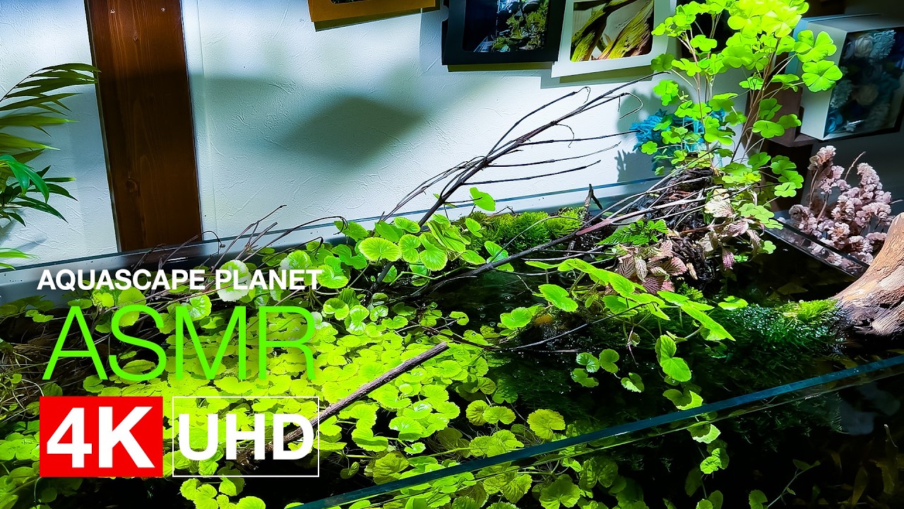 【ASMR】90cm水景 立ち上げから完成のその先へ｜CO2無添加/24時間エアレーション 4k UHD