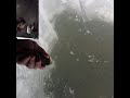 Video Thumbnail for Sight Fishing! Fish Attack! #Shorts