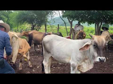 Ordeñando mi ganado lechero🤠🐮🌳